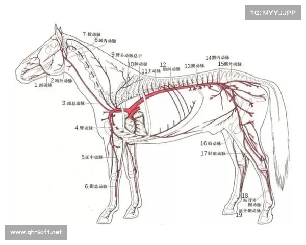 马的脚趾结构与分类：详细解析与指南