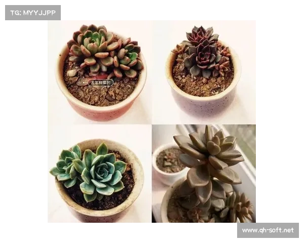 卷帘绿魔是什么及养护技巧详解让你的植物更健康生长